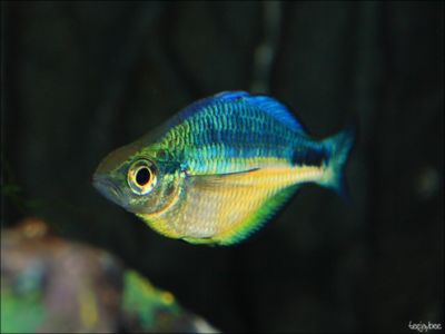 Blue Rainbowfish