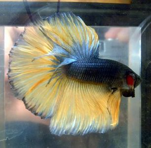 Siamese Fighting Fish