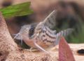 Corydoras schwartzi3.jpg