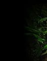 Plant background.jpg