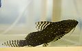 Synodontisangelicus3453.jpg