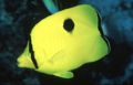 Chaetodon unimaculatus928.jpg