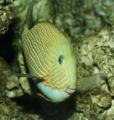 Linedsurgeonfish2.jpg