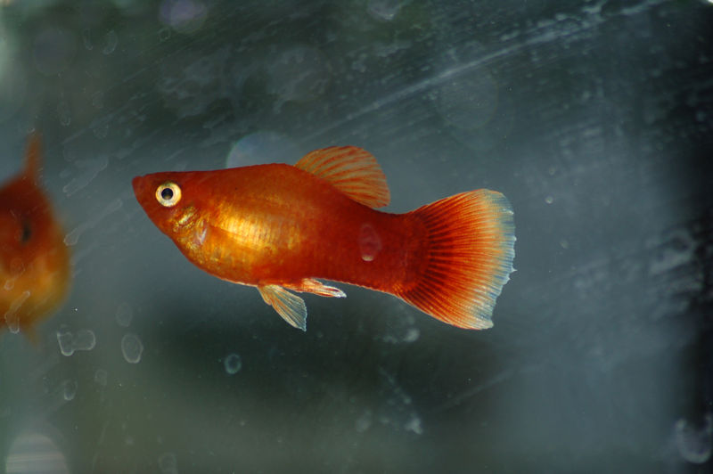 File:Sunset platy-8294.jpg