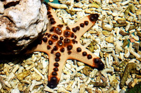 Chocolate Chip Starfish