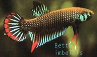 Betta Imbellis01.jpg