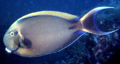 Acanthurus bariene2342.jpg