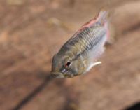 Apistogramma hongsloi-4574.jpg