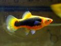 Tuxedo Platy-4646.jpg