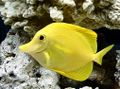 Yellow Tang.jpg