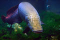 Arapaima-594.jpg