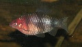 Black Ruby Barb.jpg