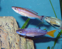 Cyprichromis Leptosoma Kitumba-4506.jpg