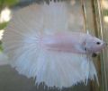 WhiteopaqueHMbetta.jpg