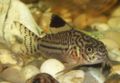 Corydoras trilineatus4.jpg