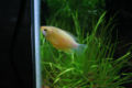 Honey gourami-6298.jpg