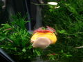 CherriesRidingSnail.jpg