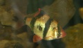 Tiger Barb.jpg