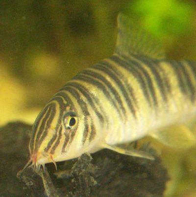 Loach