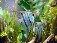 Freshwater angelfish biodome.jpg