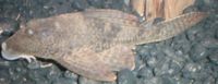 Hypostomusplecostomus.jpg