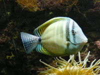 Zebrasoma desjardinii 0001.jpg