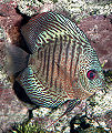 Snakeskin Discus-7614.jpg