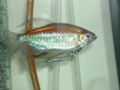 Congo Tetra-4270.jpg