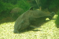 Dolphin Catfish (Oxydoras niger) - The Free Freshwater and Saltwater  Aquarium Encyclopedia Anyone Can Edit - The Aquarium Wiki