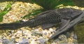 Plecostomus 700.jpg