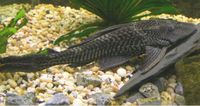 Plecostomus 700.jpg