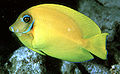 Acanthurus pyroferus4537.jpg