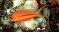 Pseudanthias fasciatus3838.jpg