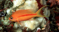 Pseudanthias fasciatus3838.jpg