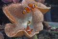 Clowns-in-anenome-6164.jpg