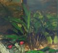 Cryptocoryne wendtill green.jpg