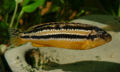 Melanochromis auratus23498.jpg