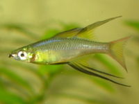 Threadfinrainbowfish1-2113.jpg