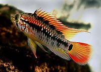 Apistogramma viejita7784.jpg