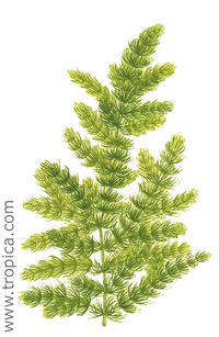 Ceratophyllum demersum foxtail.jpg