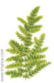 Ceratophyllum demersum foxtail.jpg