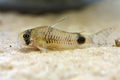 Corydoras ortegai9938.jpg