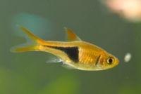 Rasbora heteromorpha-9809.jpg