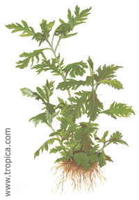 Hygrophila difformis1.jpg