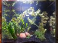 Fw planted tank3.jpg