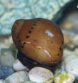 Ruby Nerite Snail 1.jpg