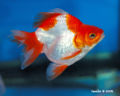 Carassius auratus-Ryukin-2619.jpg