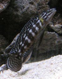 Julidochromis marlieri-3030.jpg