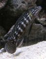 Julidochromis marlieri-3030.jpg