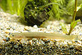 Luciogobius guttatus5548.jpg